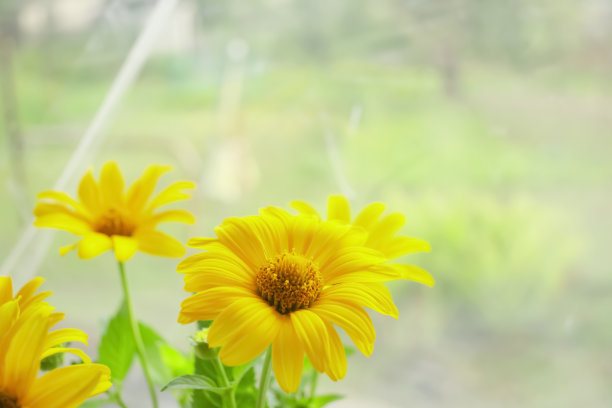 黄色的向日葵在窗户上的花束里。很多美丽的向日葵。图片下载
