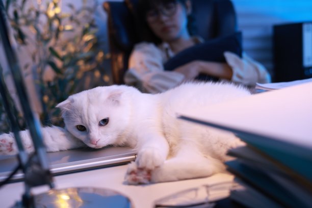 这只可爱的白猫躺在桌子上，旁边放着一叠纸，背景是她的老板，她试图在椅子上工作到很晚图片下载