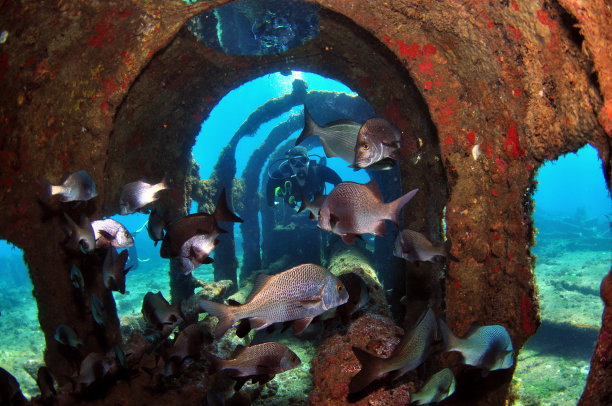 男子跳水图片下载