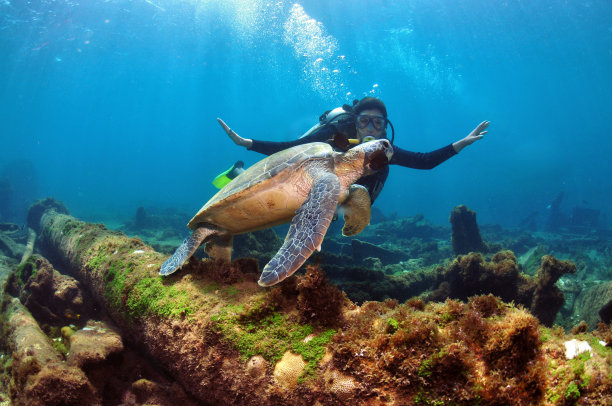 女子跳水图片下载
