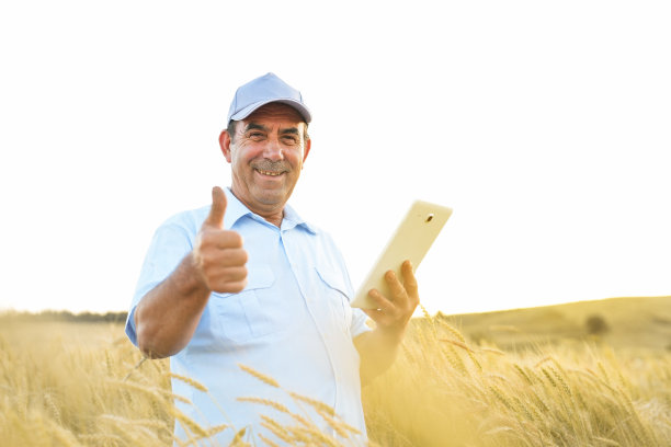 黄色麦田里的农民用药片检查小麦，用手滴答作响。智能农业图片下载