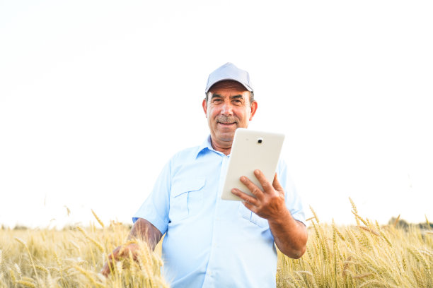 一名农民在黄色的麦田里用药片检查小麦。智能农业图片下载