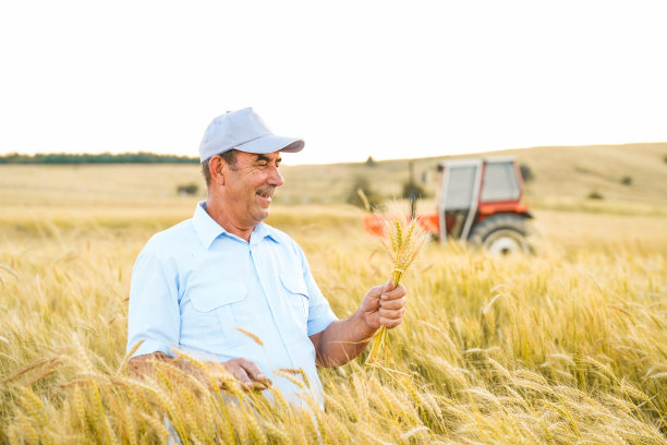 在黄色的麦田里，一位老农民站在拖拉机前检查一捆小麦图片下载