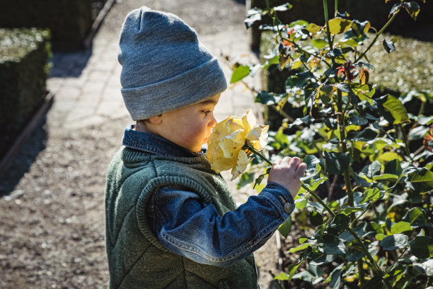 一个小孩在公园里闻着黄玫瑰的香味。细心的孩子嗅着一朵盛开的花，小心翼翼地从带刺的茎上拿着它。一个鼻子插在花里的男孩的侧面照片或侧面——丹麦哥本哈根玫瑰花园图片下载