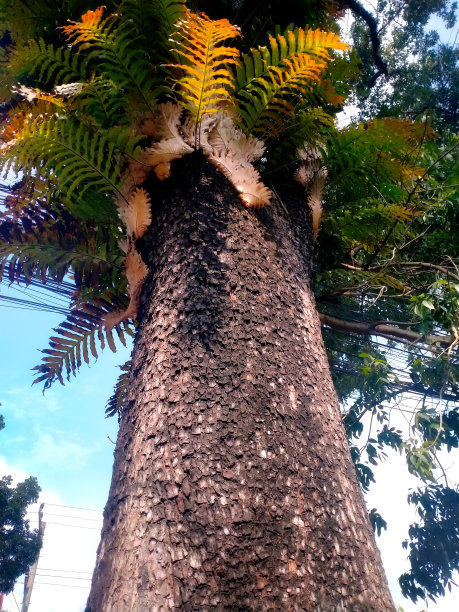路边老树皮的纹理图片下载
