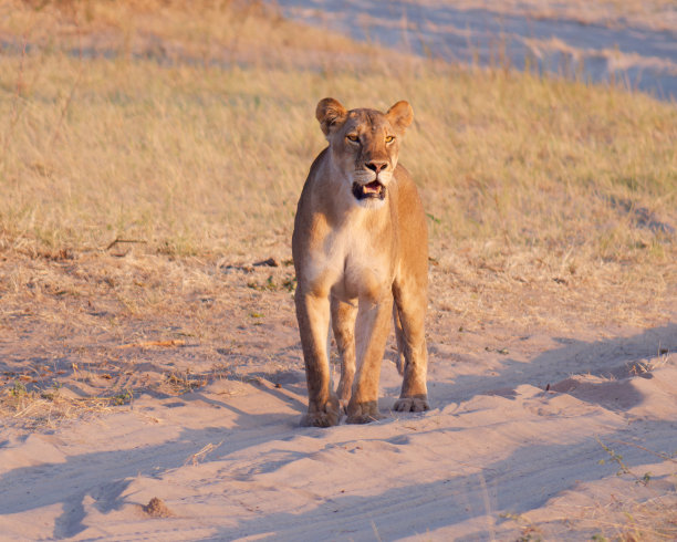 博茨瓦纳乔贝国家公园，一只母狮站在小路上的特写照片图片下载