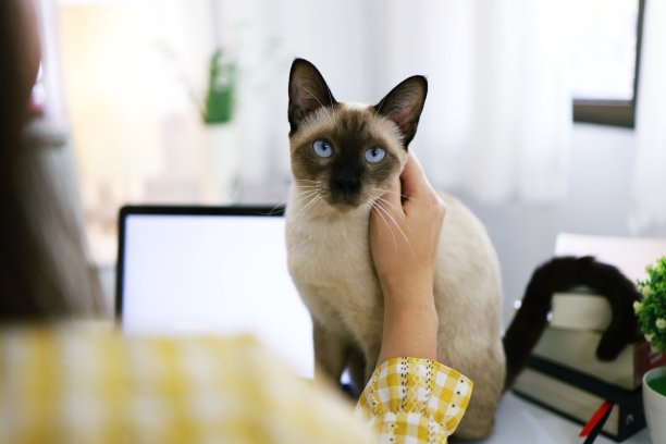 冠状病毒商务女性在家办公带猫概念居家隔离，预防COVID-19、冠状病毒疫情图片下载