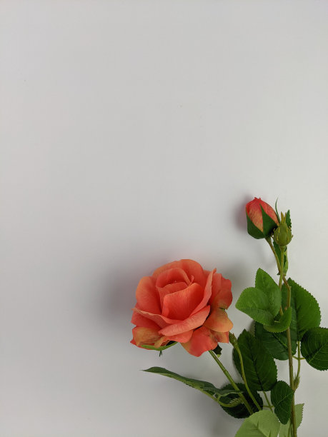 花和文本空间引用的概念图片下载