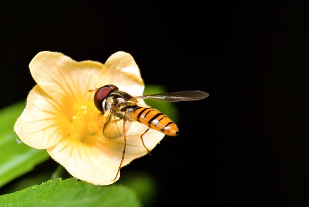 微距照片的花蜜蜂在黑色的背景图片下载
