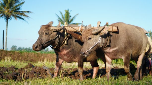 田野中的水牛图片下载