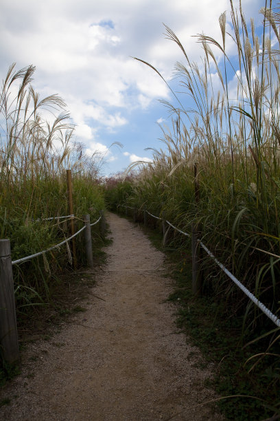 芦苇场图片下载