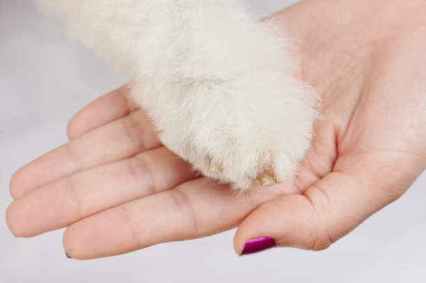 用修剪过的指甲清洁狗爪图片下载