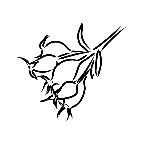 Rosa hugonis水墨素描狗玫瑰孤立的手图片下载