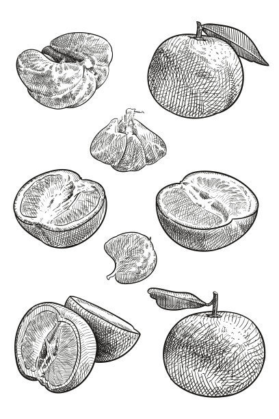 橘子的矢量图图片下载
