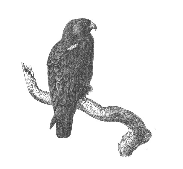 一只穿靴子的鹰在树枝上，一个古董雕刻插图图片下载