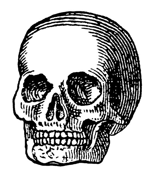 人类头骨图片下载