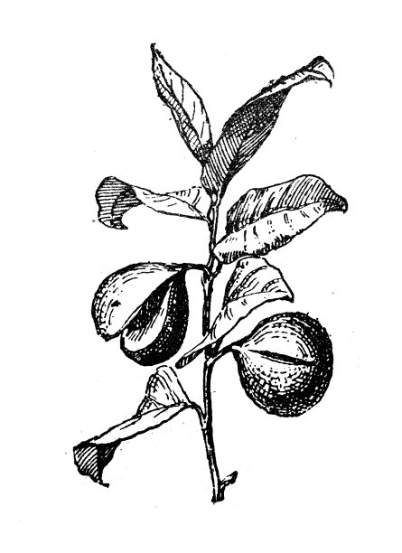 古董插画:香肉豆蔻，肉豆蔻图片下载