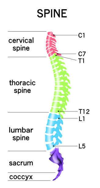 显示整个脊柱形状的插图图片下载