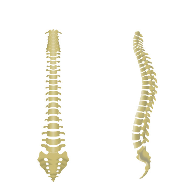 显示整个脊柱形状的插图图片下载