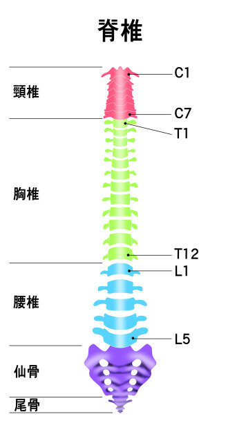 显示整个脊柱形状的插图图片下载