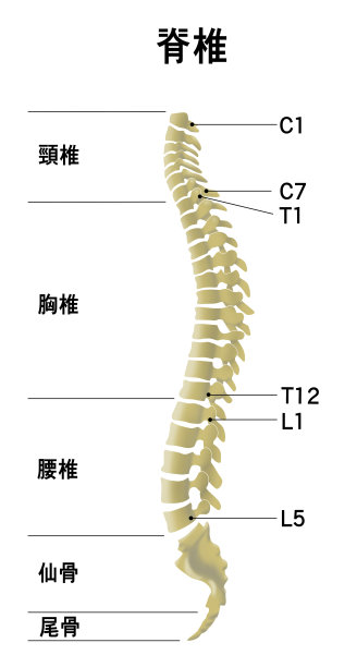 显示整个脊柱形状的插图图片下载