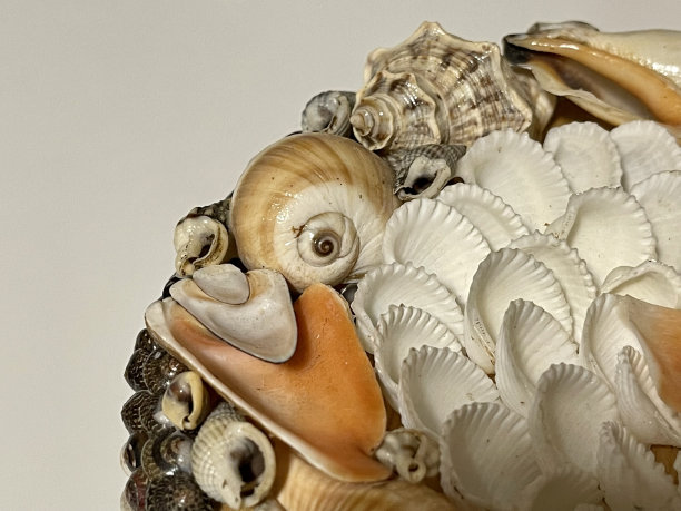 许多珍珠母贝和贝壳中的珊瑚。图片下载