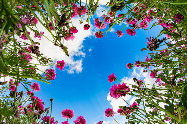 紫色毛茛花图片下载