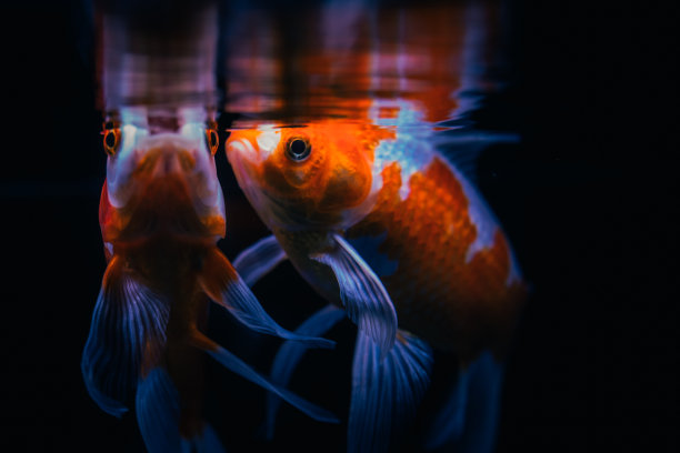 鱼缸里的金鱼图片下载