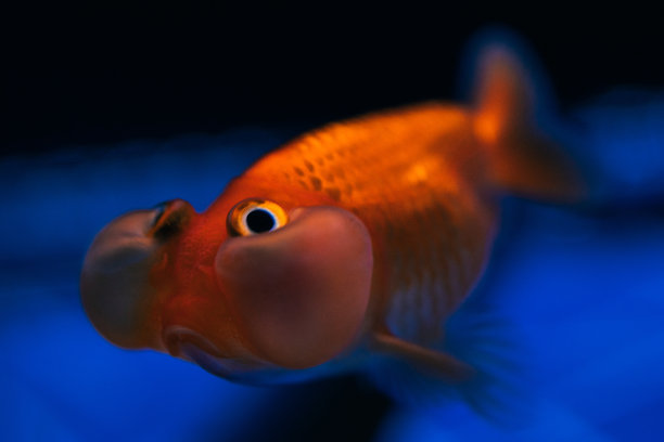 鱼缸里的金鱼图片下载