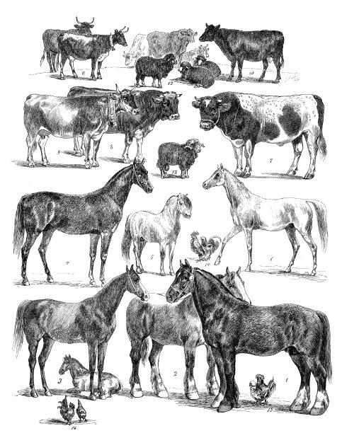 来自汉堡动物展览的各种动物图片下载