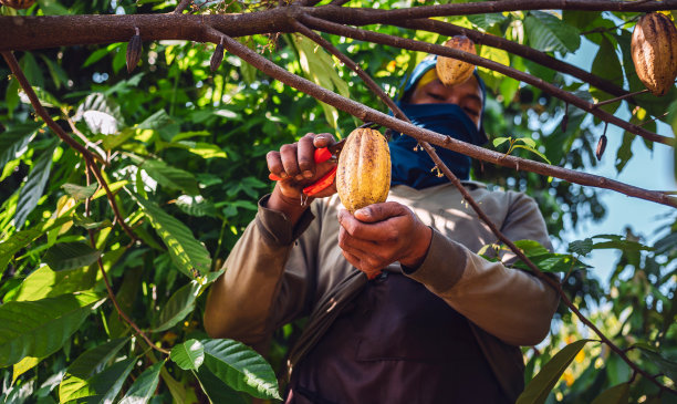 可可豆农业丰收：可可农用剪枝剪修剪可可树上成熟的可可豆图片下载
