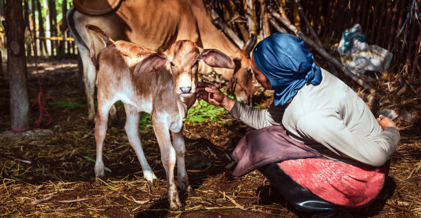 农村养牛的妇女们站在一起抚摸着可爱的棕色小牛图片下载