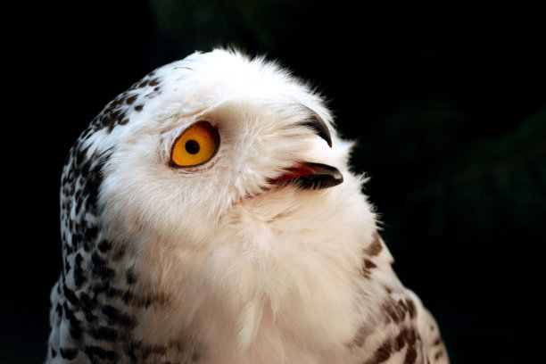 愚蠢的猫头鹰图片下载