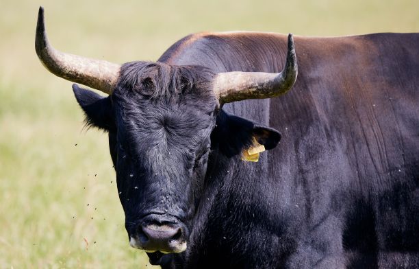 在一个阳光明媚的夏日，牛在绿色的草地上吃草。穆斯，巴伐利亚，德国。图片下载