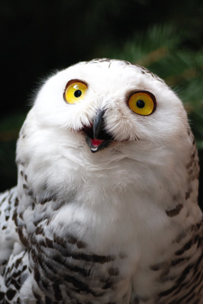 愚蠢的猫头鹰图片下载