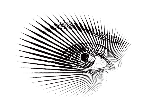 安全眼睛扫描图片下载