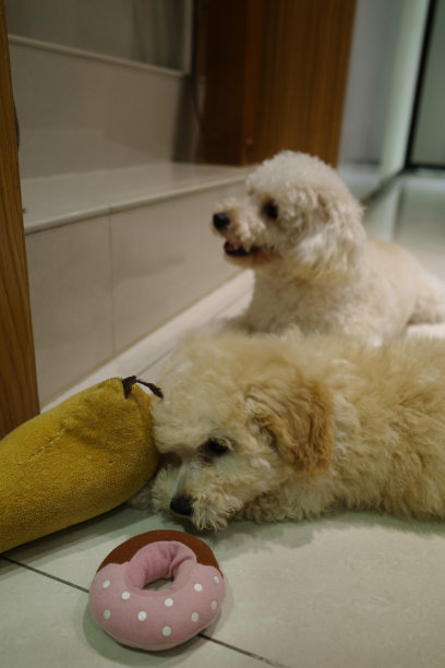 可爱的贵宾犬小狗在玩毛绒玩具图片下载