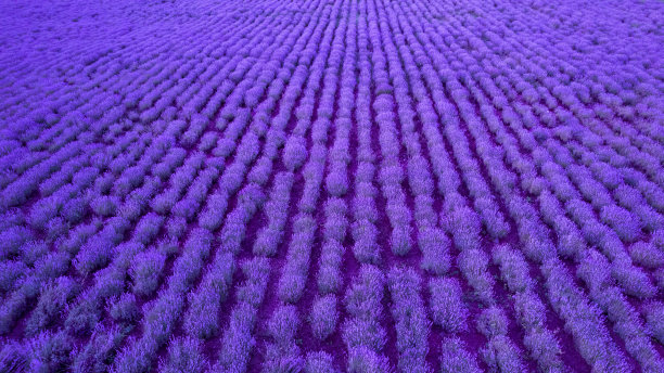 薰衣草种植园鸟瞰图图片下载