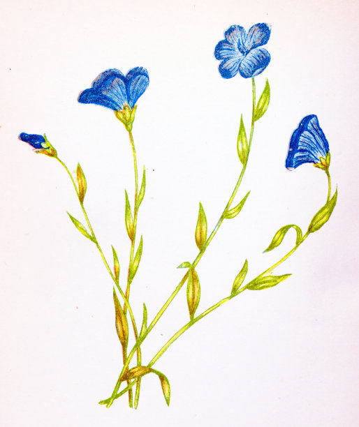 野生花卉的古董植物学插图:窄叶淡亚麻，亚麻图片下载