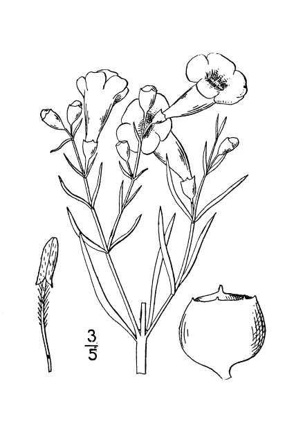 古植物学植物插图:麦叶吉拉地亚、亚麻叶吉拉地亚图片下载
