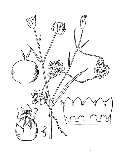 古植物学植物插图:菟丝子、胡麻图片下载
