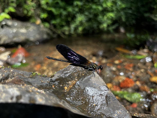黑翅蜻蜓图片下载