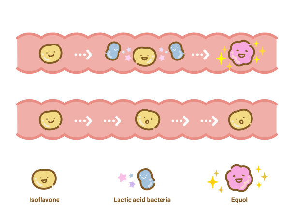 图示组A通过肠道细菌将大豆异黄酮转化为雌马酚图片下载