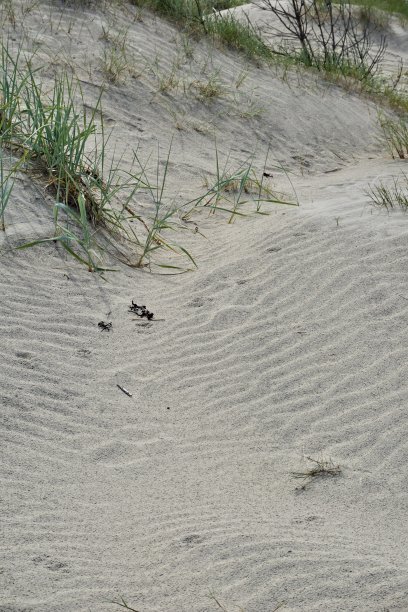丹麦的沙丘。阳光明媚的夏日，丹麦的沙滩。草长在沙滩上。波浪沙子。白色的沙丘。斯堪的纳维亚沙丘上的肋状沙。图片下载
