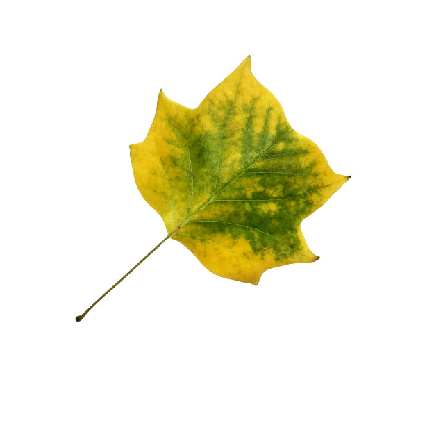 明亮的秋叶，孤立的物体，镂空的元素，季节性的春夏缤纷的心情，柔和的焦点和剪辑路径图片下载