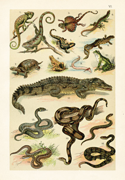 1899年爬行动物插画图片下载