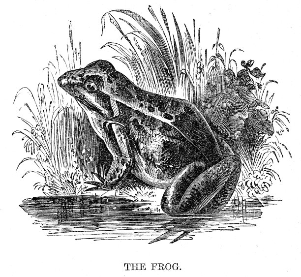 青蛙雕刻1869图片下载