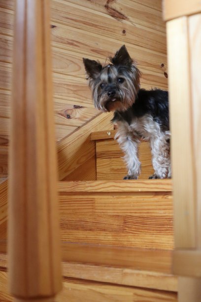 一只约克夏犬站在木屋的楼梯上。图片下载