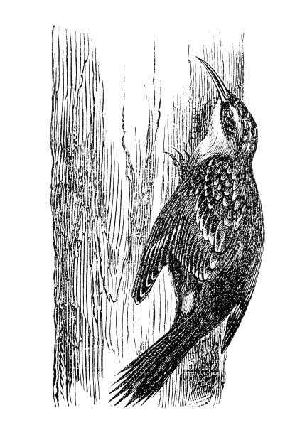 旋木雀图片下载