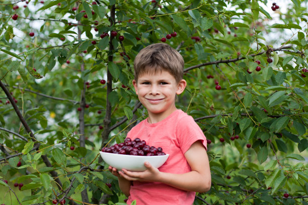 学龄前男孩拿着大盘子，盘子里装着从自家花园里摘下来的成熟的红樱桃。快乐孩子的肖像图片下载